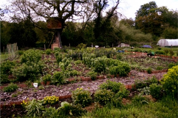 Bosley Patch