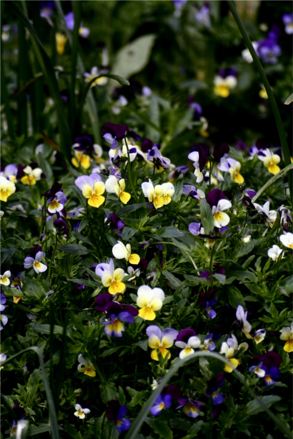 heartsease
