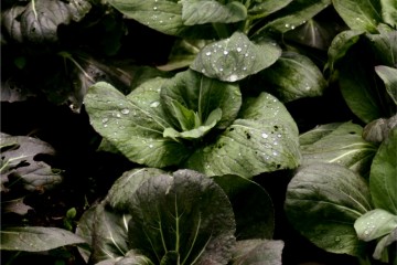 salads at Bosley Patch