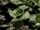 salads at Bosley Patch