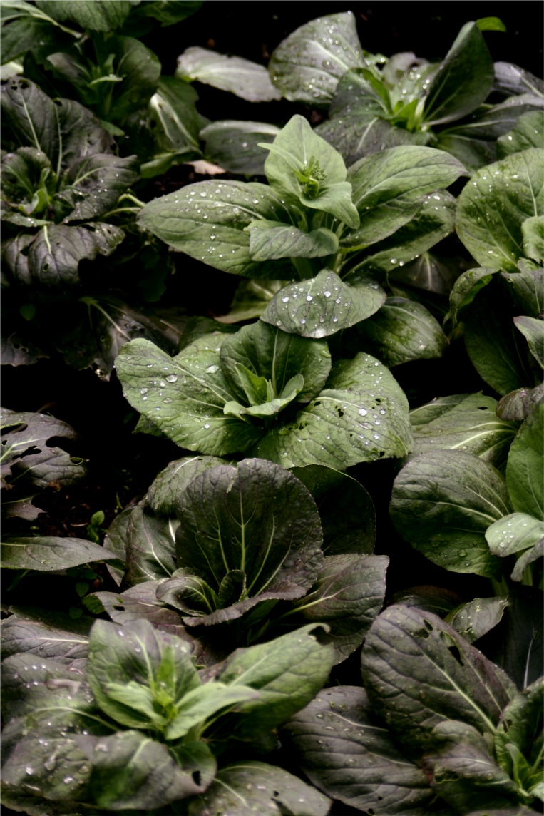 salads at Bosley Patch