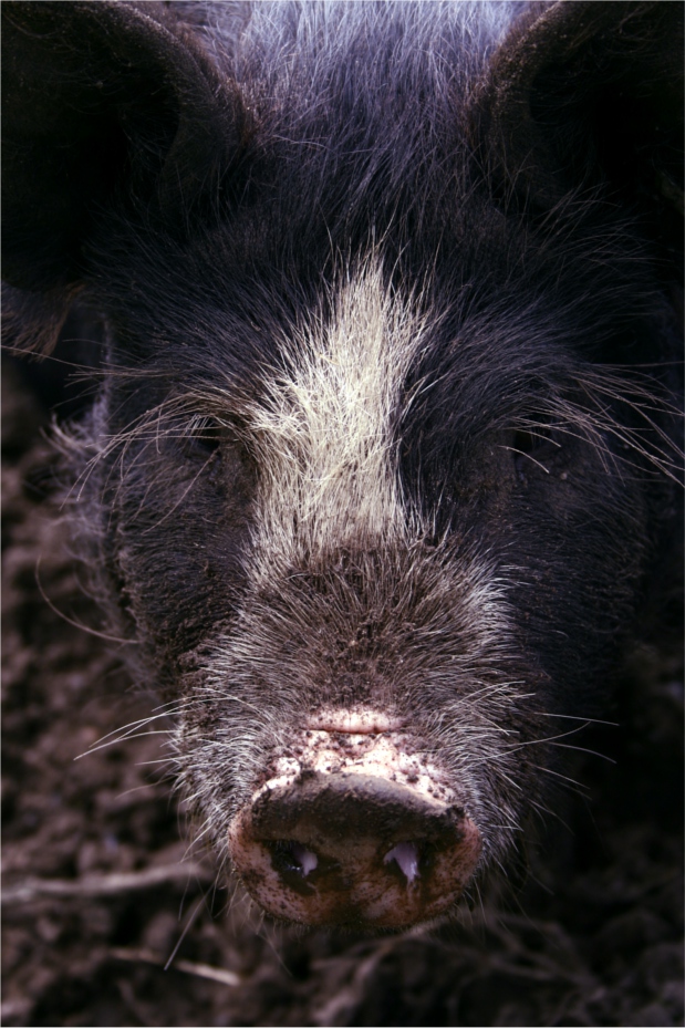 Berkshire pig