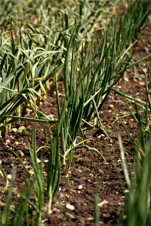 onions