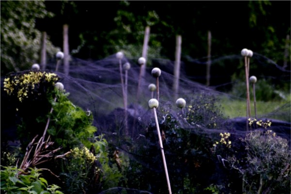 netted brassicas