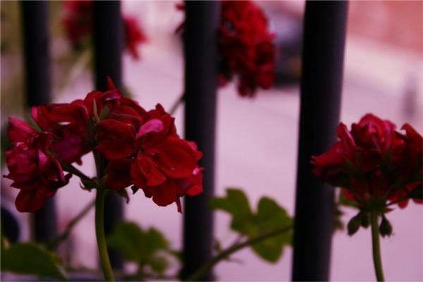 red pelargoniums