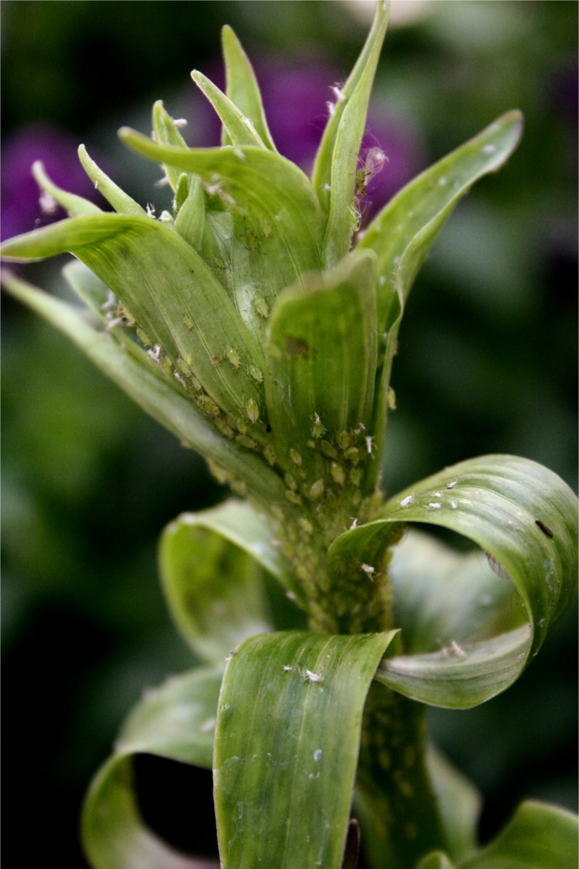 aphids on a lily plant