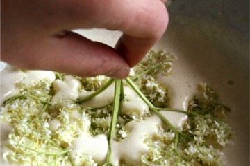 making elderflower fritters