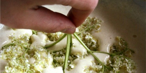 making elderflower fritters