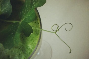 peashoot cocktail