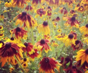 rudbeckia