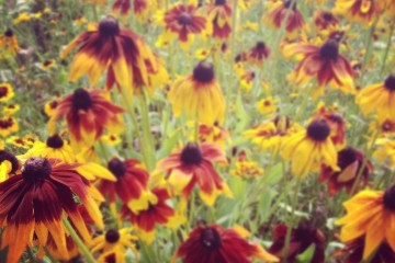 rudbeckia