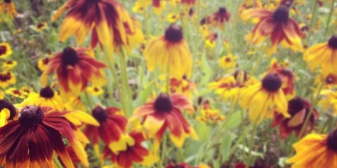 rudbeckia