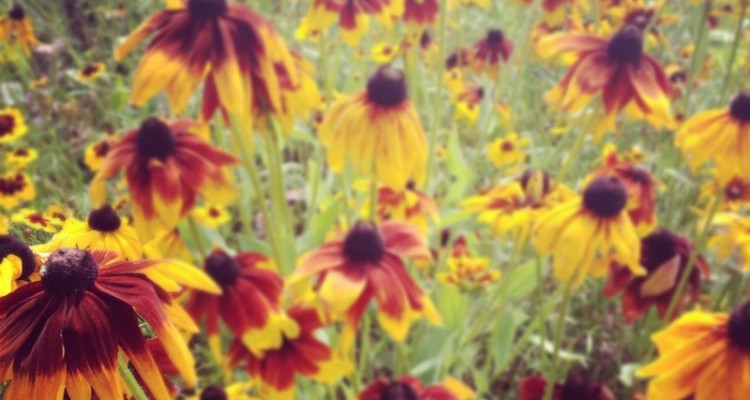 rudbeckia
