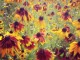 rudbeckia