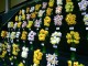 RA Scamp daffodils