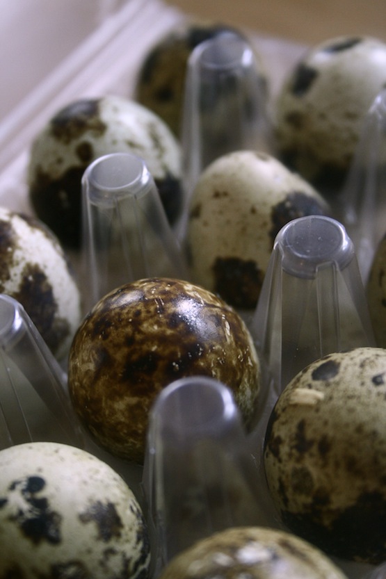 quail eggs