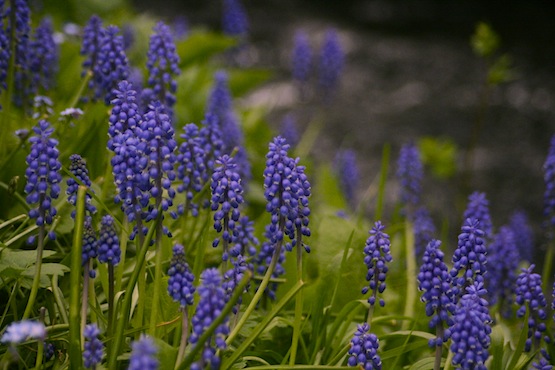 muscari