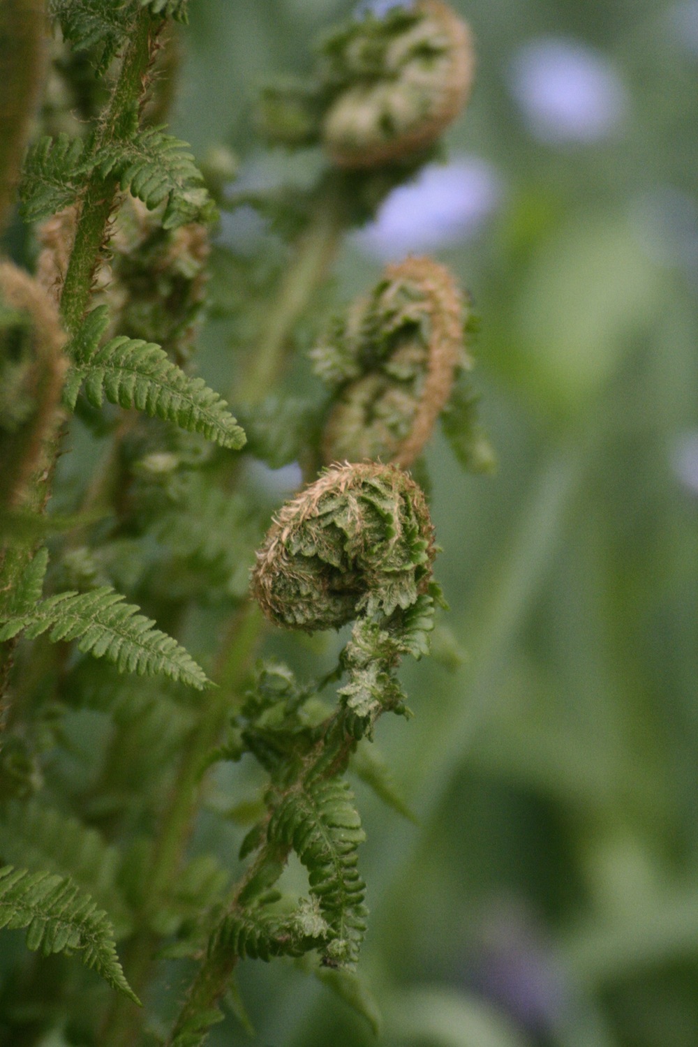fern fiddleheads