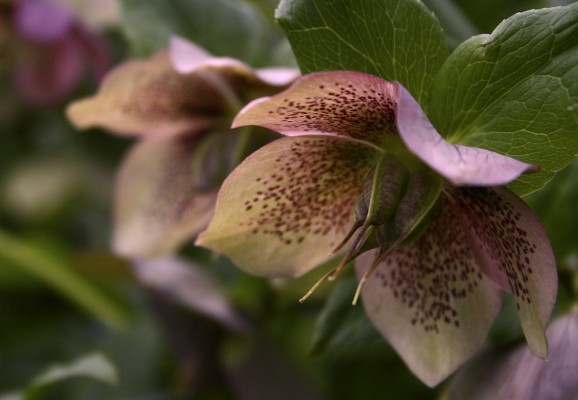 hellebores