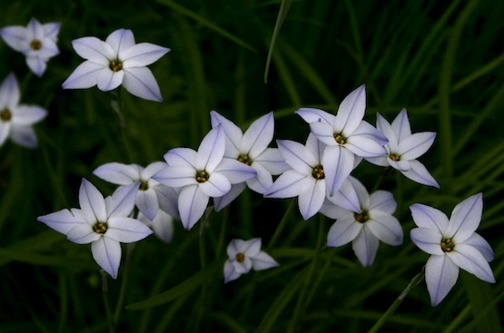 Ipheion