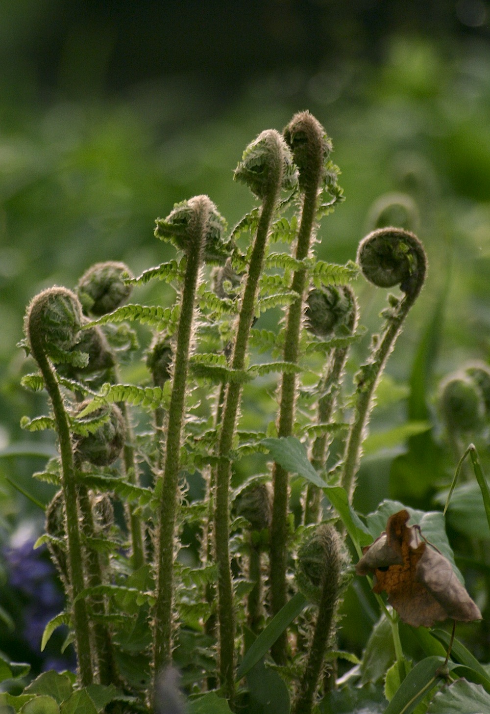 fern fiddleheads