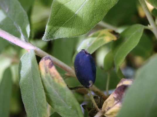 blue honeysuckle
