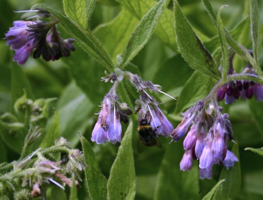 bees on comfrey