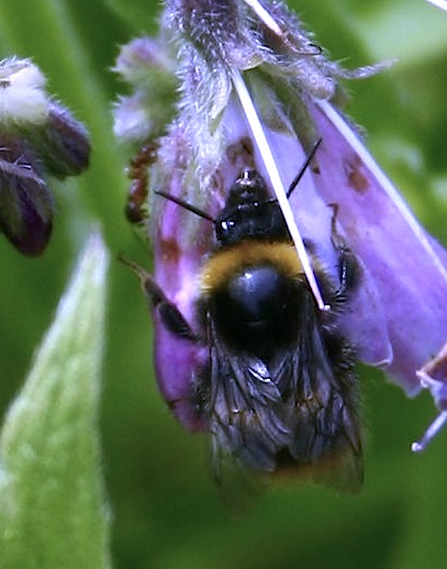 bees on comfrey