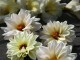 Dahlia 'Swan Lake'