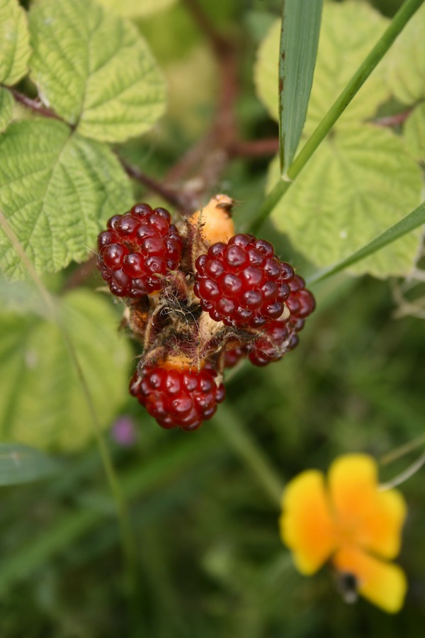 japanese wineberry