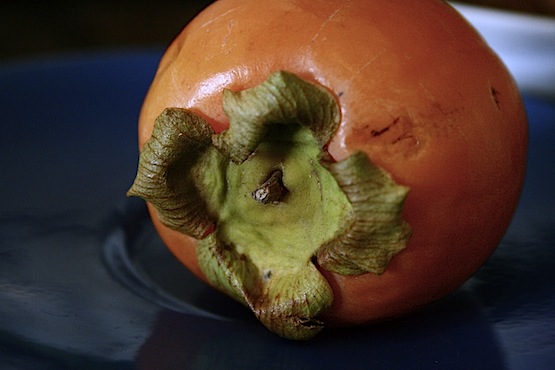 persimmon