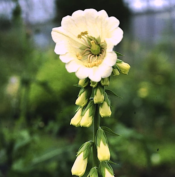 digitalis-campanulata-alba