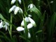 snowdrop green tips