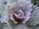 ornamental cabbage