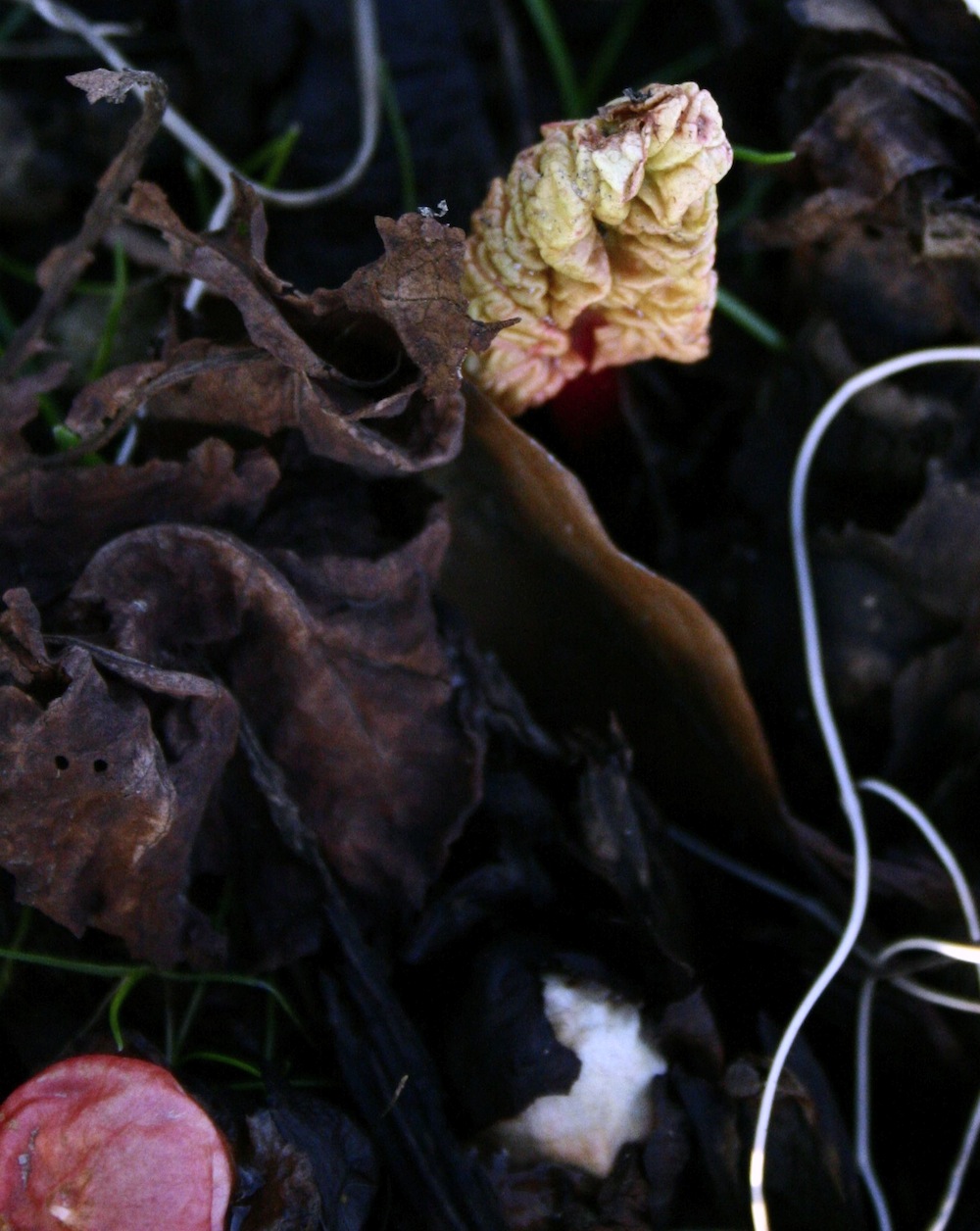 rhubarb buds