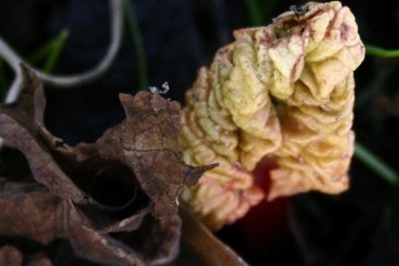 rhubarb leaf