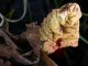 rhubarb leaf