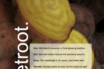 ggg-beetroot