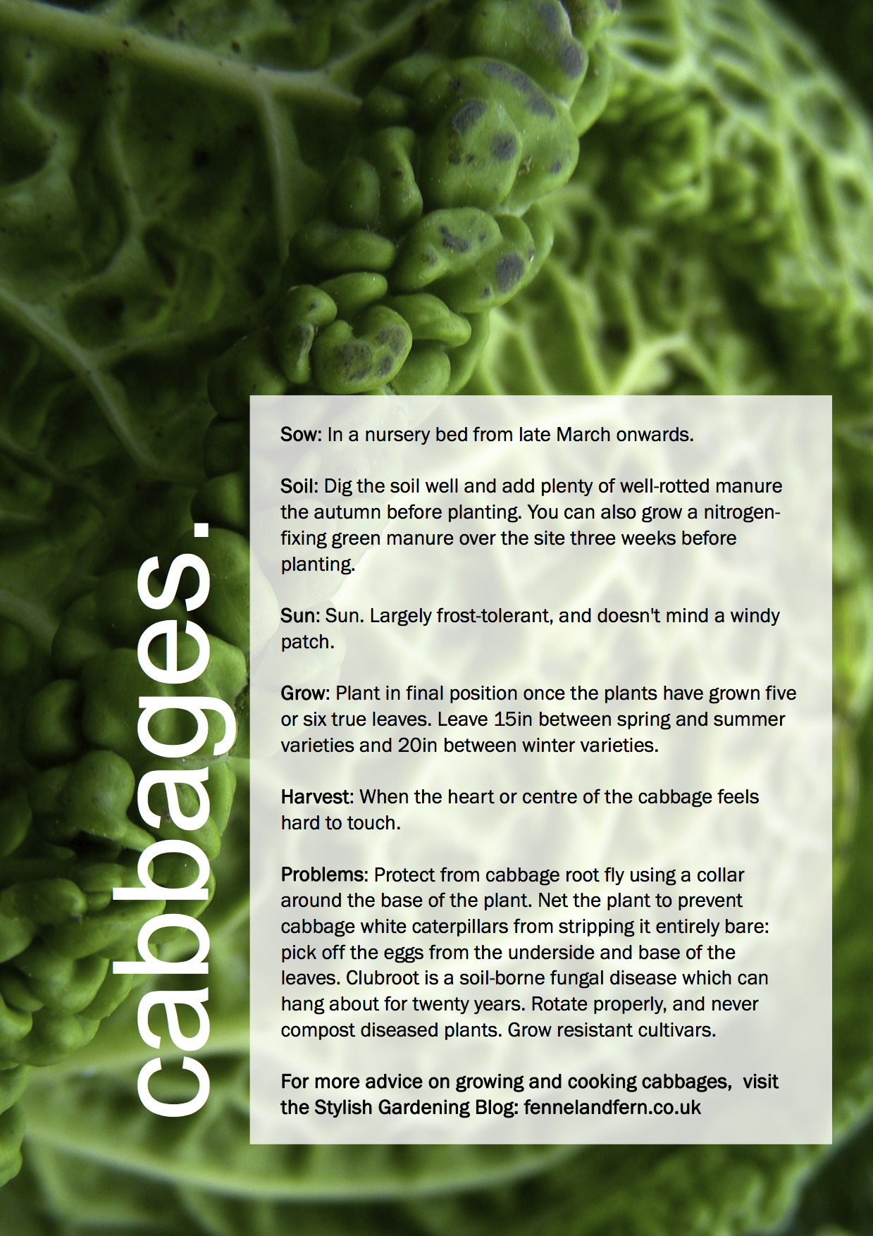 ggg-cabbages