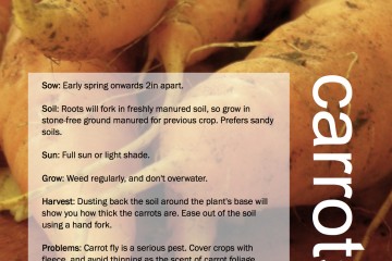 ggg-carrots