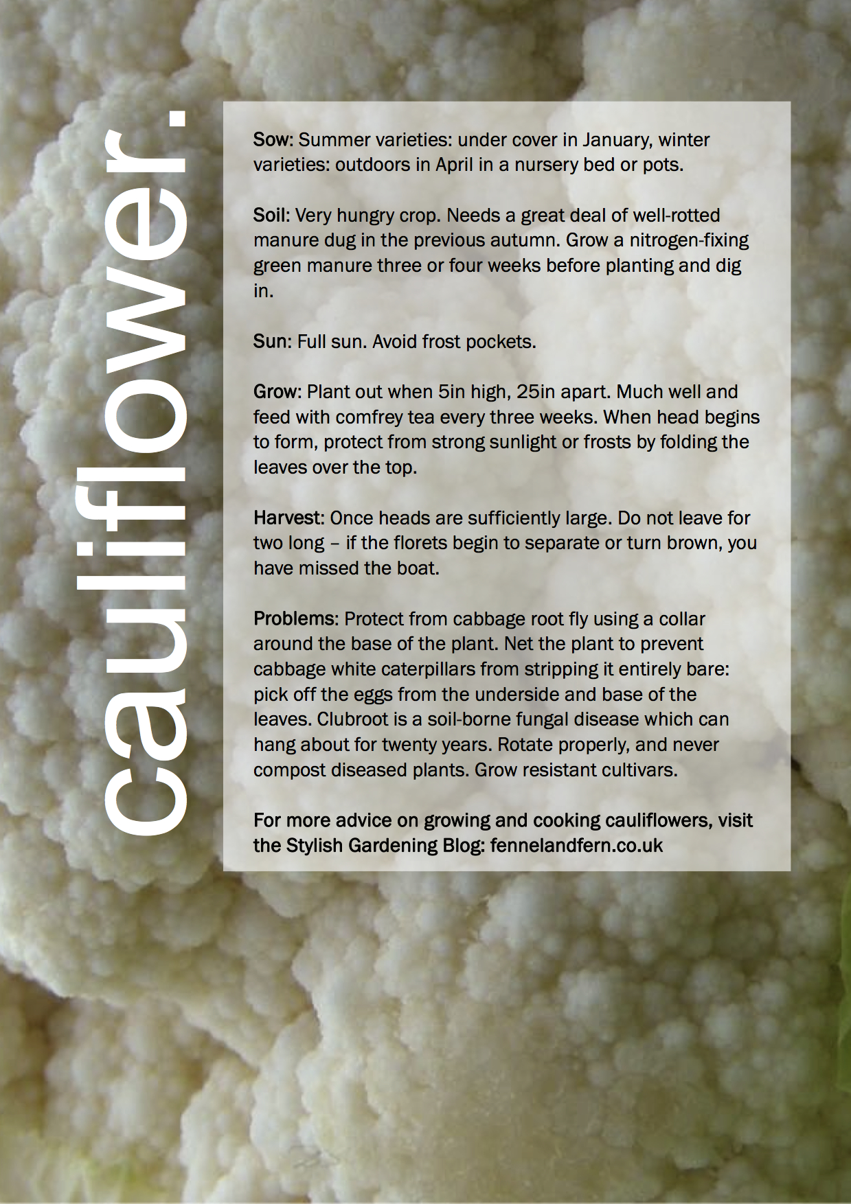 ggg-cauliflowers