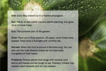 ggg-courgettes