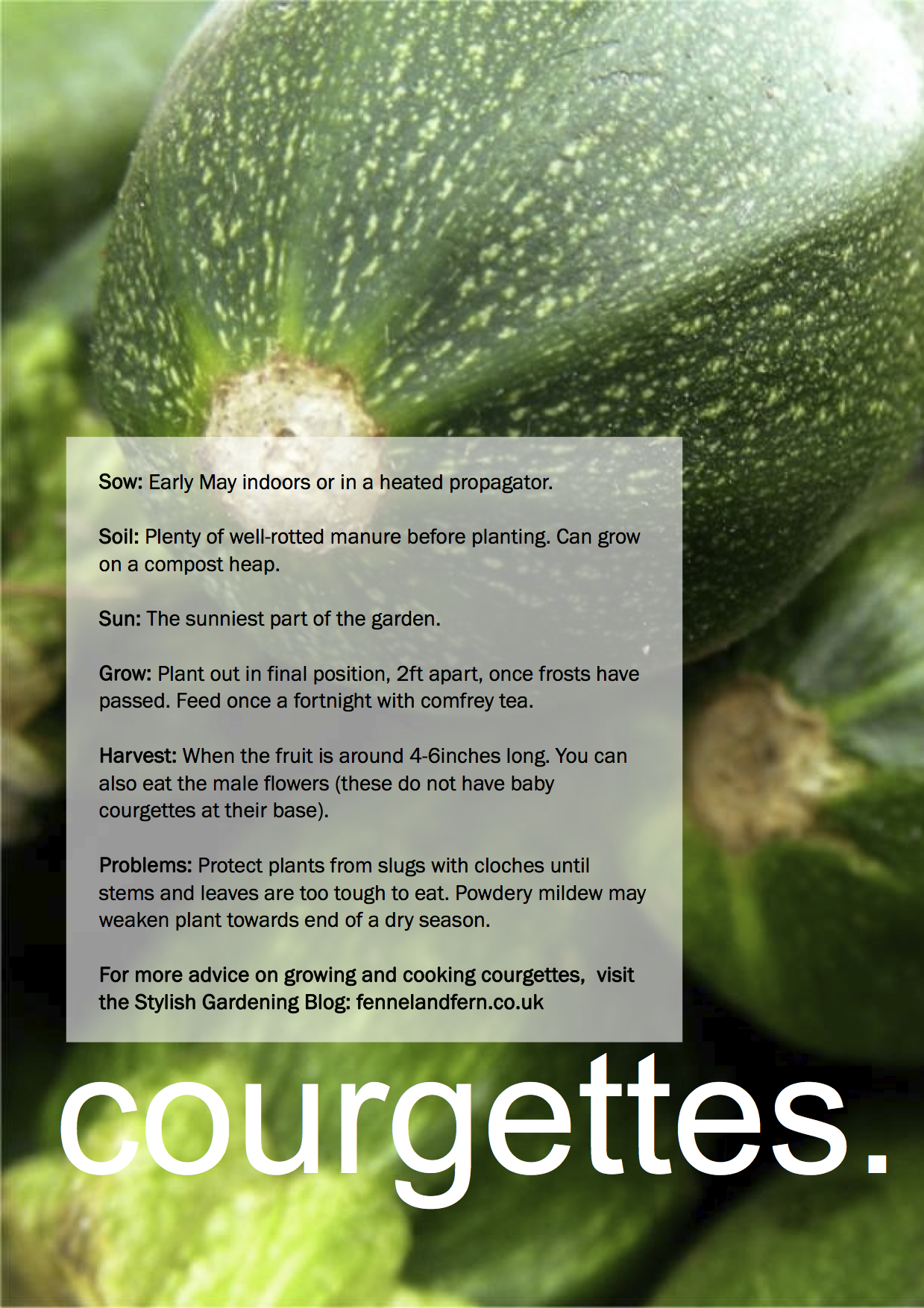 ggg-courgettes
