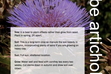 ggg-globe-artichoke