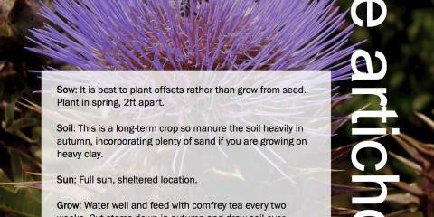 ggg-globe-artichoke