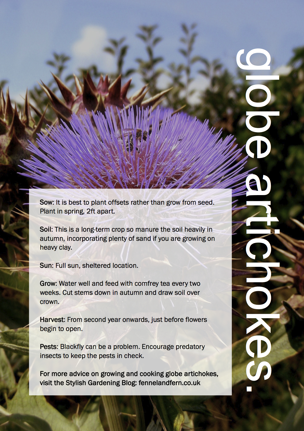 ggg-globe-artichoke