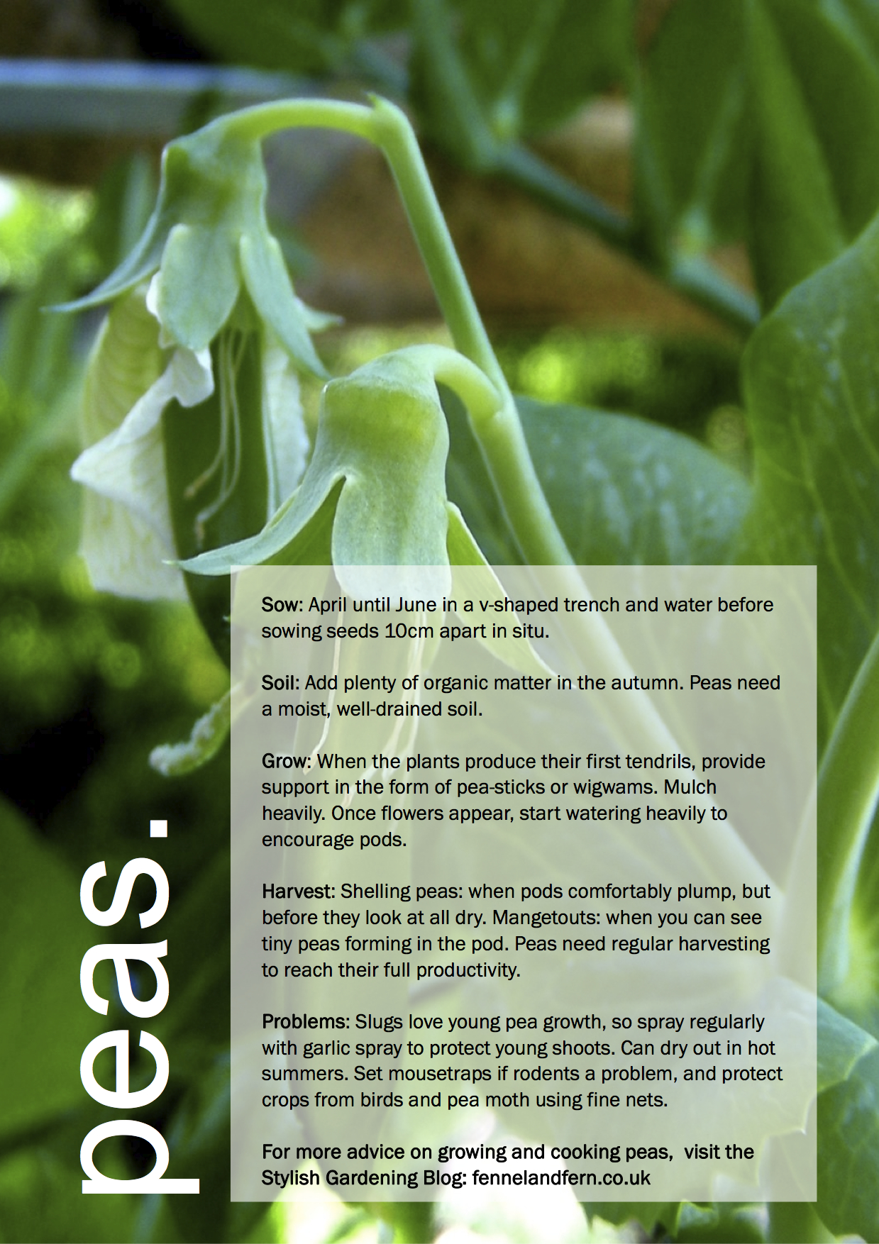 ggg-peas