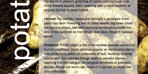 ggg-potatoes