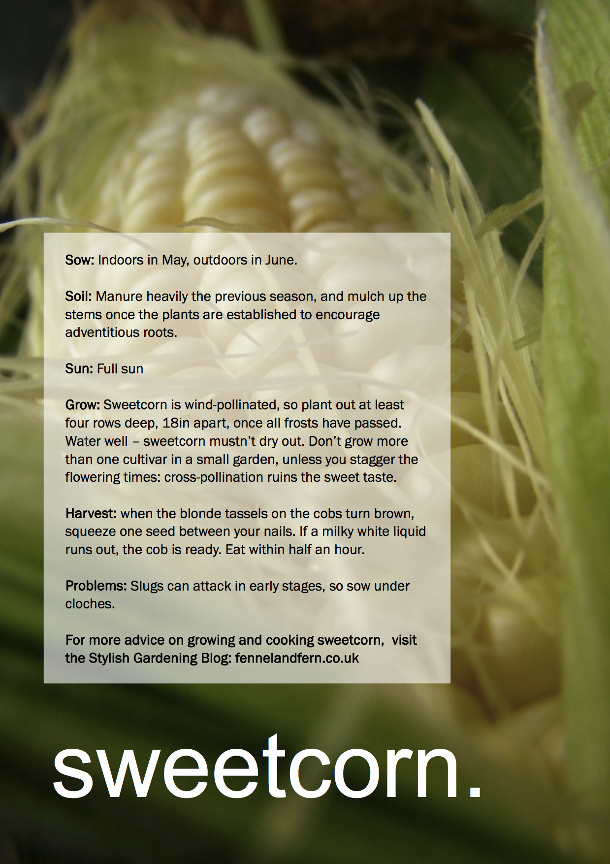 ggg-sweetcorn