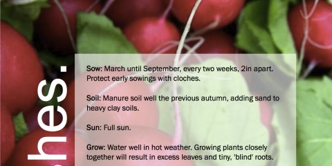 radishes